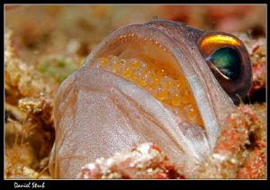 Mouth-hatching jawfish :-D by Daniel Strub 